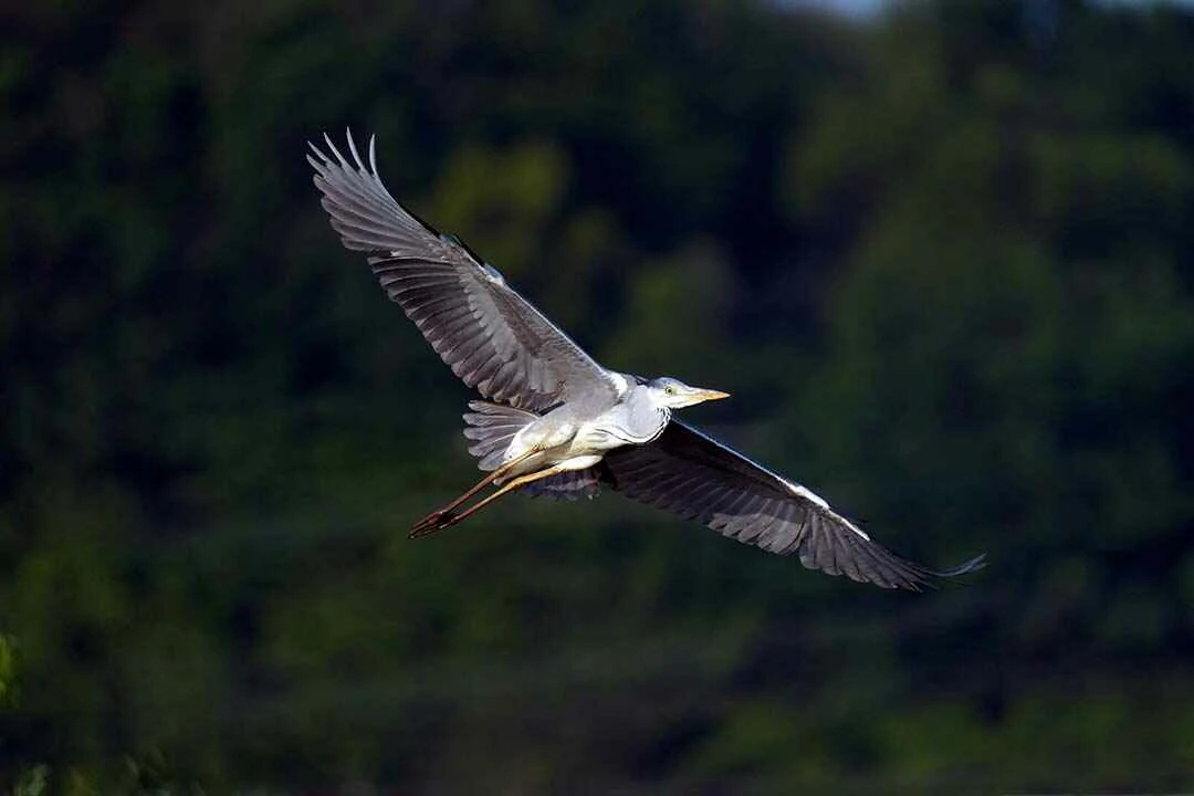 Grey Heron Flying